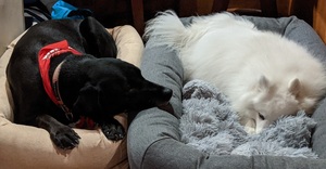 Photo of Duke and Riley